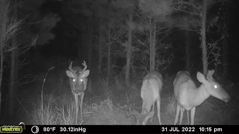0 Old Post Rd, Hortense, GA 31543 photo 78