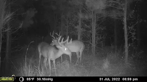 0 Old Post Rd, Hortense, GA 31543 photo 73