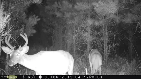 0 Old Post Rd, Hortense, GA 31543 photo 101