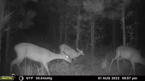 0 Old Post Rd, Hortense, GA 31543 photo 83