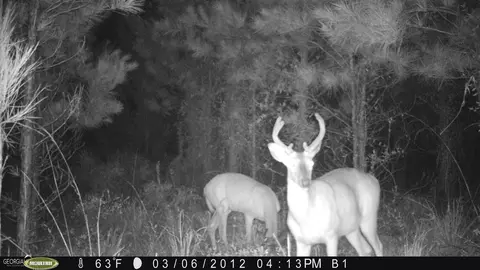 0 Old Post Rd, Hortense, GA 31543 photo 98