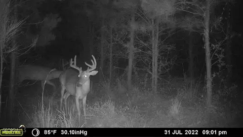 0 Old Post Rd, Hortense, GA 31543 photo 74