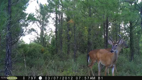 0 Old Post Rd, Hortense, GA 31543 photo 105