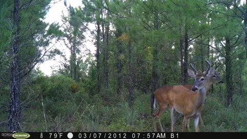 0 Old Post Rd, Hortense, GA 31543 photo 104