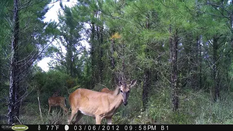 0 Old Post Rd, Hortense, GA 31543 photo 103