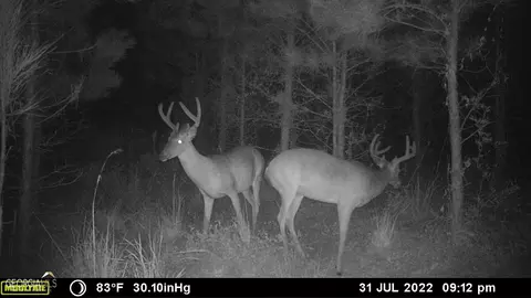 0 Old Post Rd, Hortense, GA 31543 photo 75