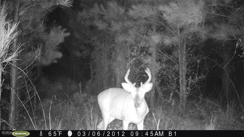 0 Old Post Rd, Hortense, GA 31543 photo 97