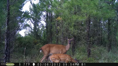 0 Old Post Rd, Hortense, GA 31543 photo 102