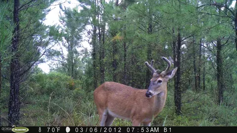 0 Old Post Rd, Hortense, GA 31543 photo 96