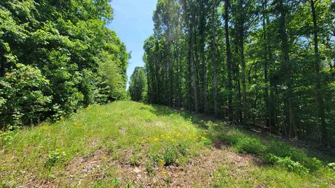 371 Rattle Trap Rd, Commerce, GA 30529 photo 4