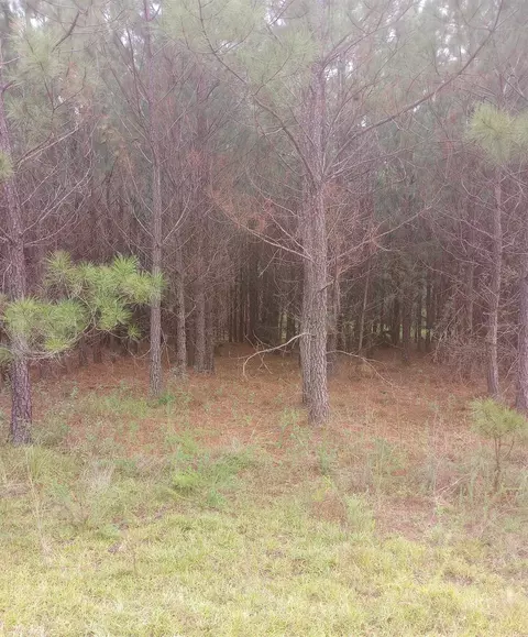 0 Salter Rd, Bartow, GA 30413 photo 3