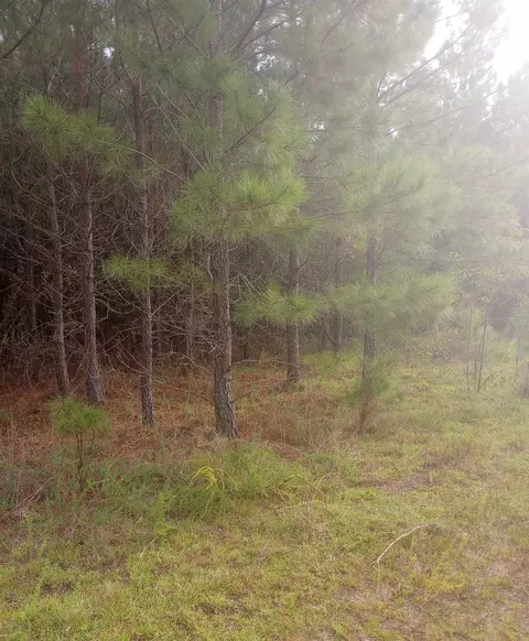 0 Salter Rd, Bartow, GA 30413 photo 4