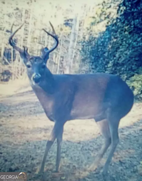 5461 County Road 278, Five Points, AL 36855 photo 59