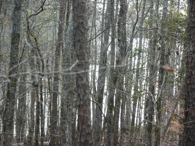 1307 The Blfs, Lagrange, GA 30240 photo 4