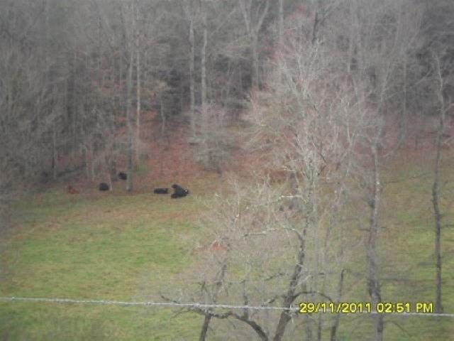 1003 Sutton Mill Rd, Clarkesville, GA 30523 photo 7