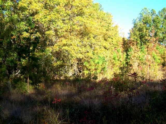 71 Tommie Rd, Lagrange, GA 30240 photo 3