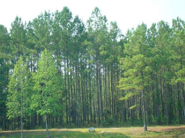 216 Pine Ln, Claxton, GA 30417 photo 4