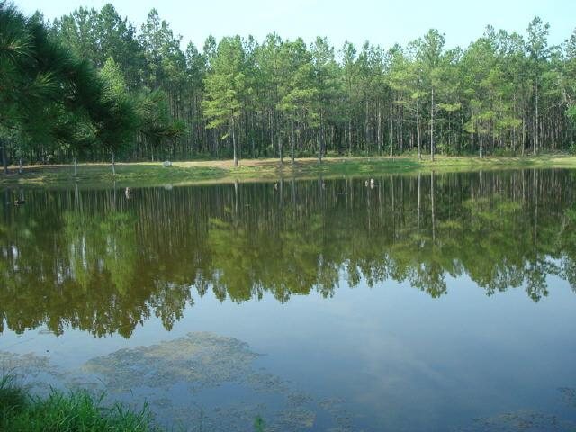 216 Pine Ln, Claxton, GA 30417 photo 3