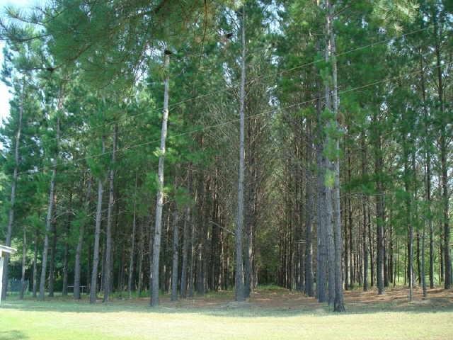 216 Pine Ln, Claxton, GA 30417 photo 2
