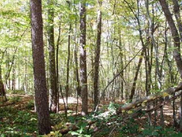 4149 Mud Creek Rd, Cornelia, GA 30531 photo 5