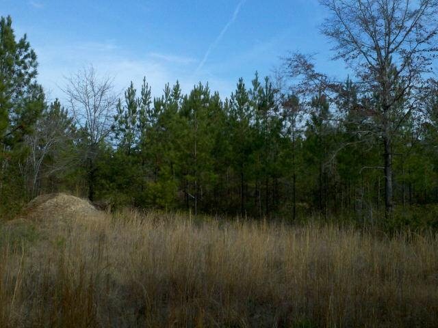1351 Shawnee Egypt Rd, Springfield, GA 31329 photo 2
