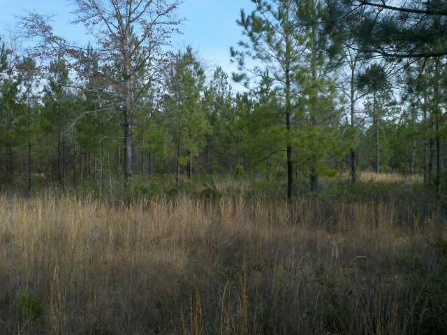 1351 Shawnee Egypt Rd, Springfield, GA 31329 photo 1