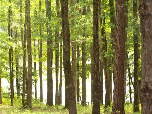 4082 Mooty Bridge Rd, Lagrange, GA 30240 photo 15