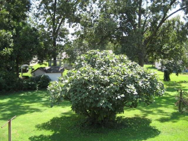 434 Galloway St, Cornelia, GA 30531 photo 12
