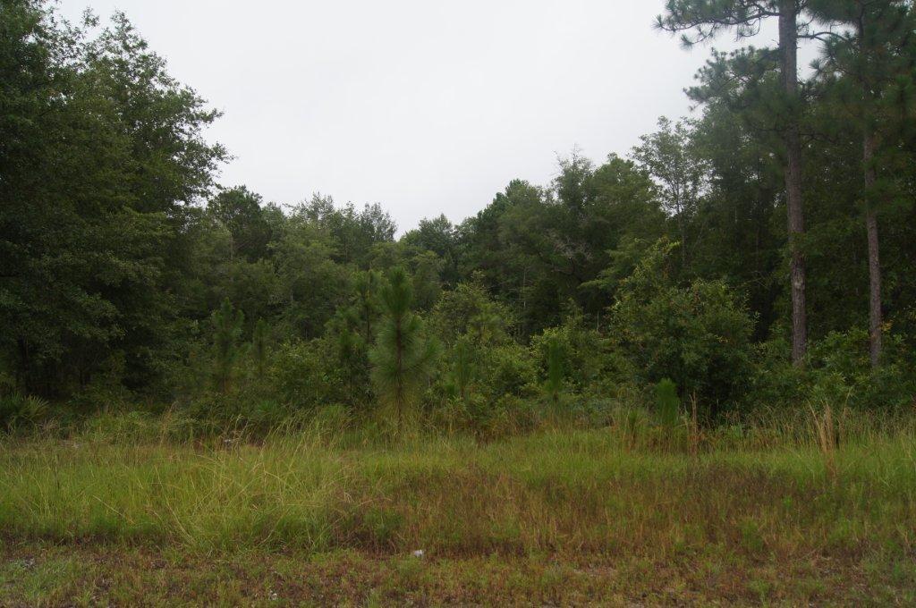 105 Mingledorff Way, Springfield, GA 31329 photo 1
