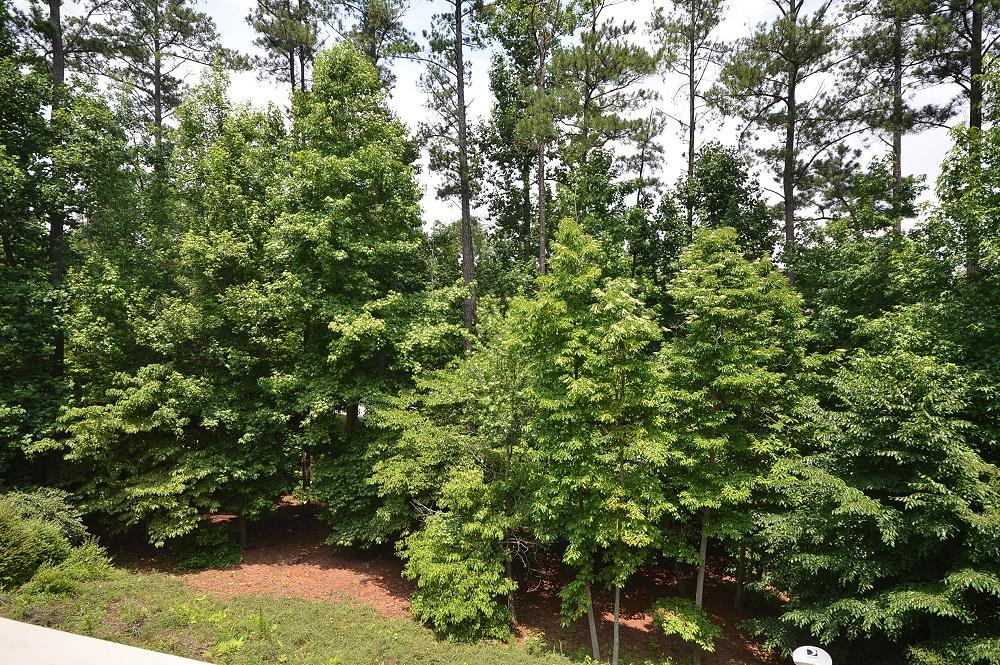 2503 Thurleston Ln, Duluth, GA 30097 photo 24
