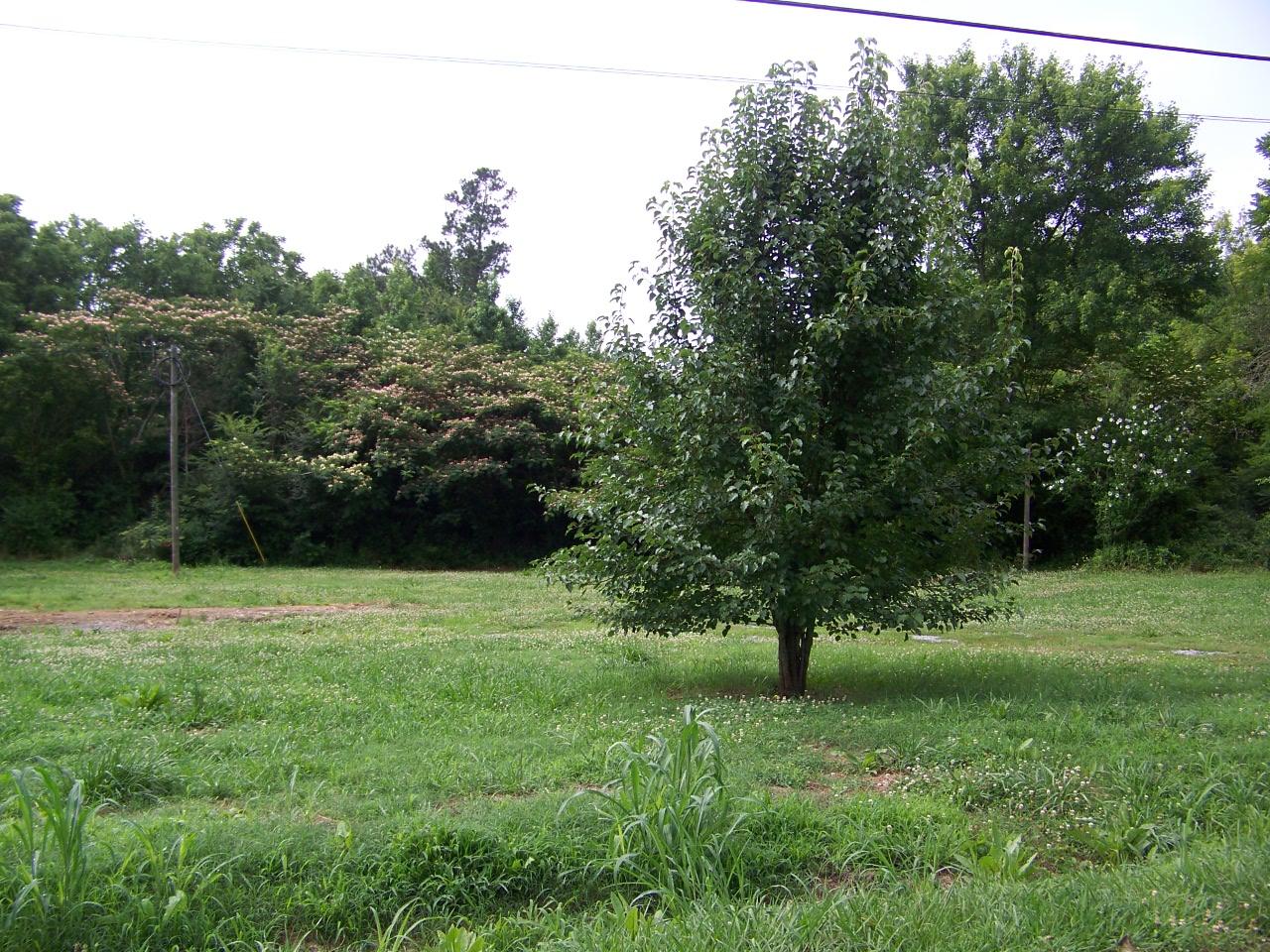 406 Gaines Loop Rd, Rome, GA 30161 photo 3