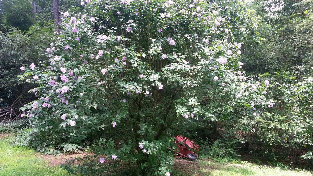 4453 Rex Rd, Rex, GA 30273 photo 18