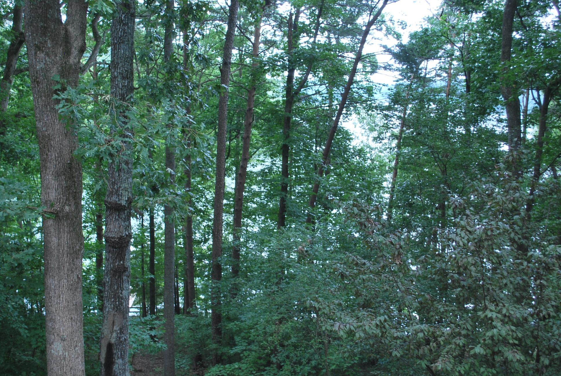 2141 Pine Tree Cir, Gainesville, GA 30501 photo 25