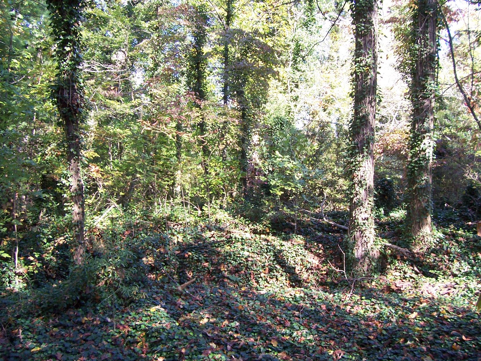 2265 Level Grove Rd, Cornelia, GA 30531 photo 3