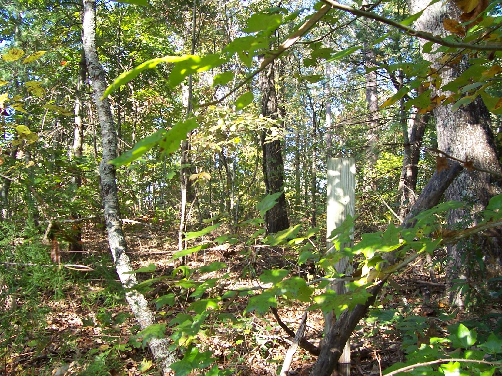 2265 Level Grove Rd, Cornelia, GA 30531 photo 9