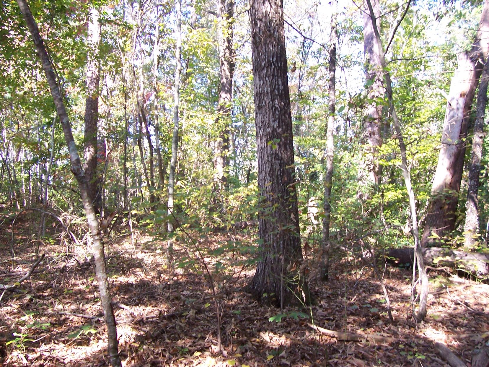 2265 Level Grove Rd, Cornelia, GA 30531 photo 10