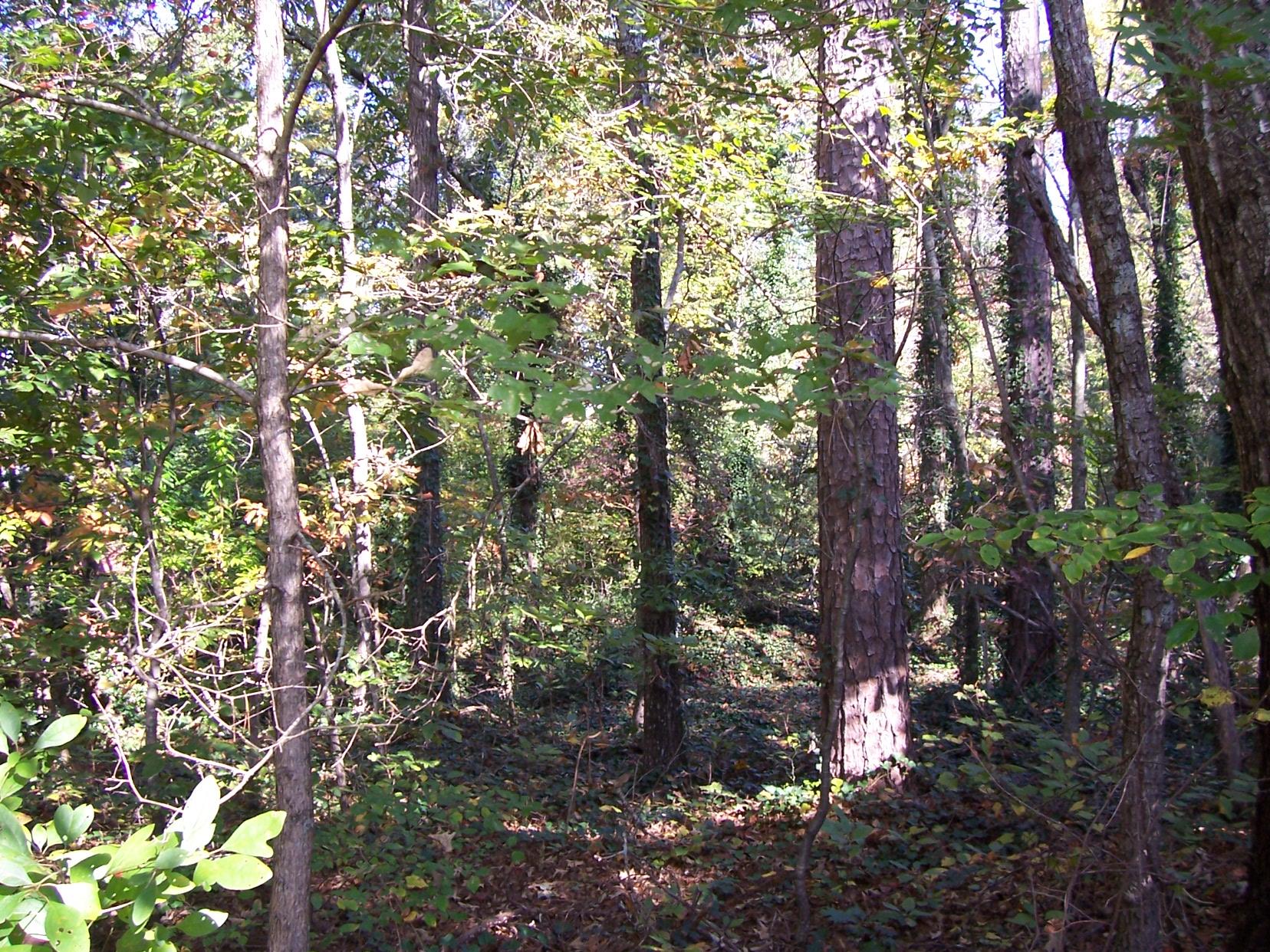 2265 Level Grove Rd, Cornelia, GA 30531 photo 5