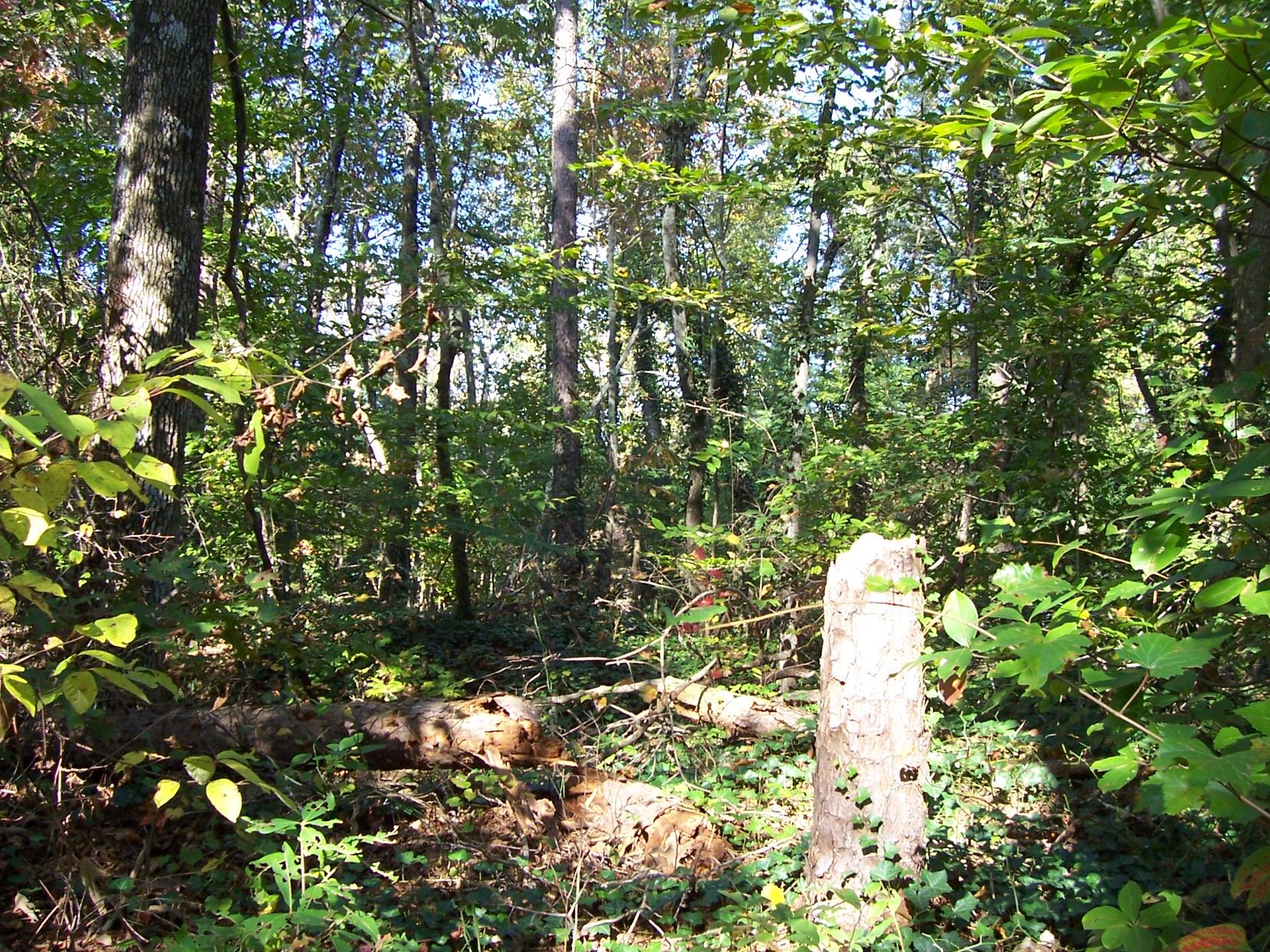 2265 Level Grove Rd, Cornelia, GA 30531 photo 11