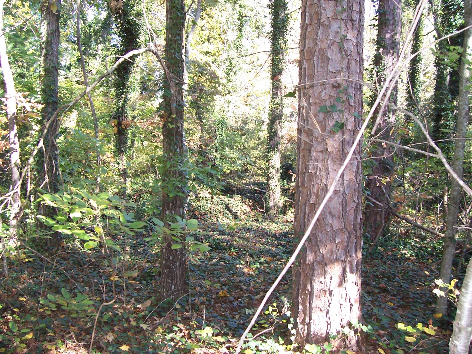 2265 Level Grove Rd, Cornelia, GA 30531 photo 4