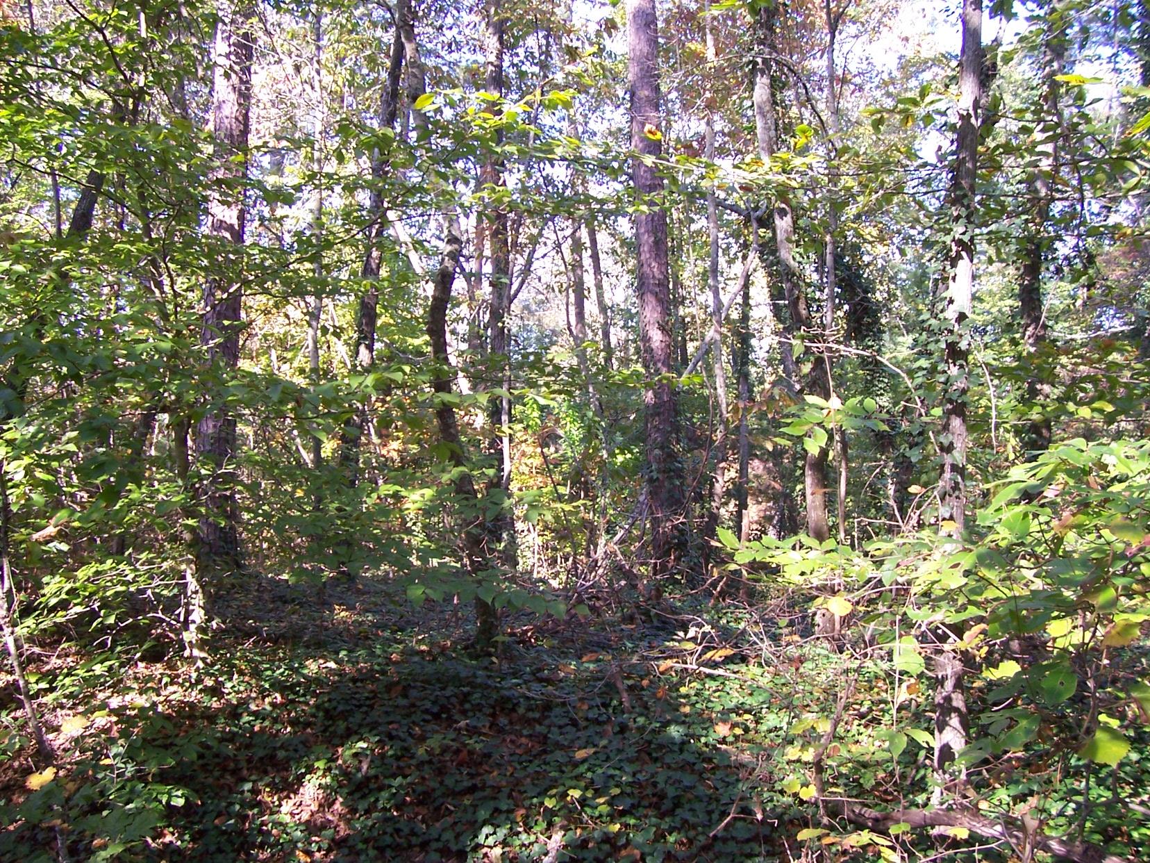 2265 Level Grove Rd, Cornelia, GA 30531 photo 6