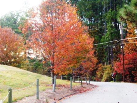 4653 Bogie Rd, Duluth, GA 30096 photo 22