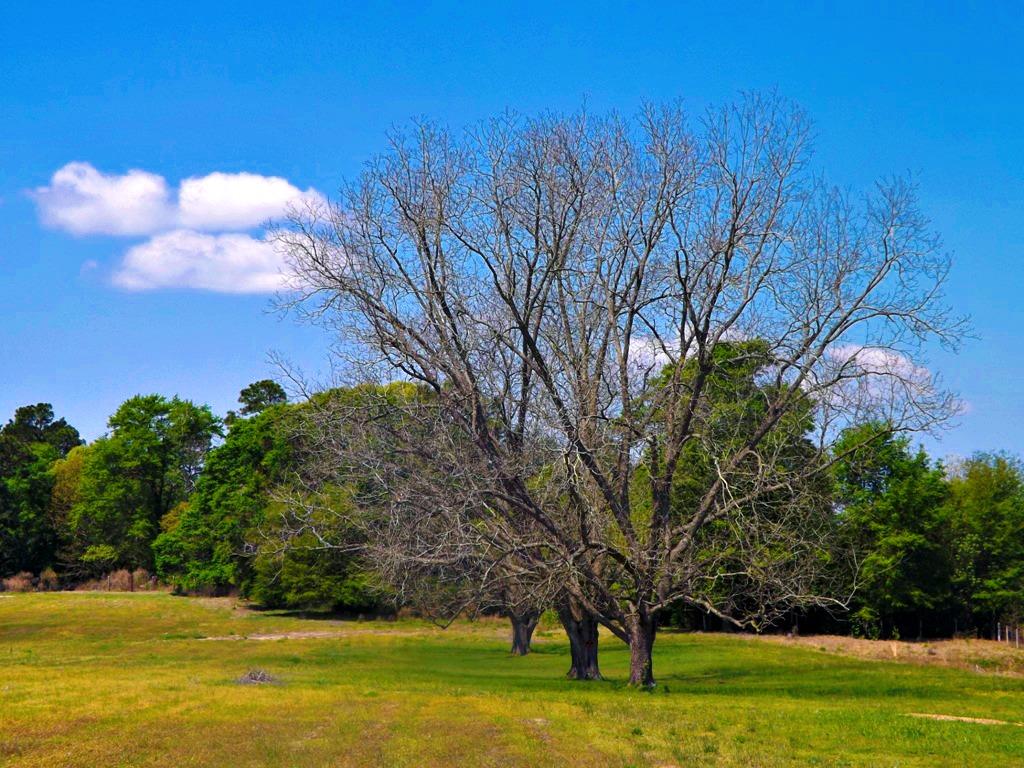 2870 Hwy 46, Register, GA 30452 photo 14