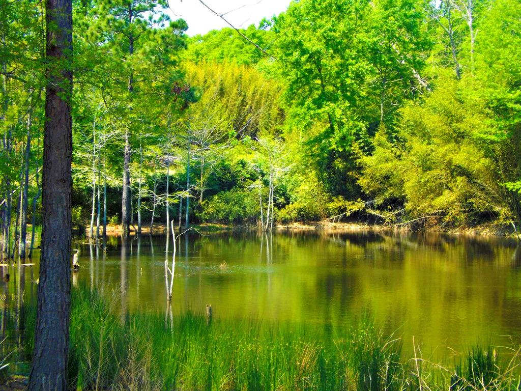2870 Hwy 46, Register, GA 30452 photo 11