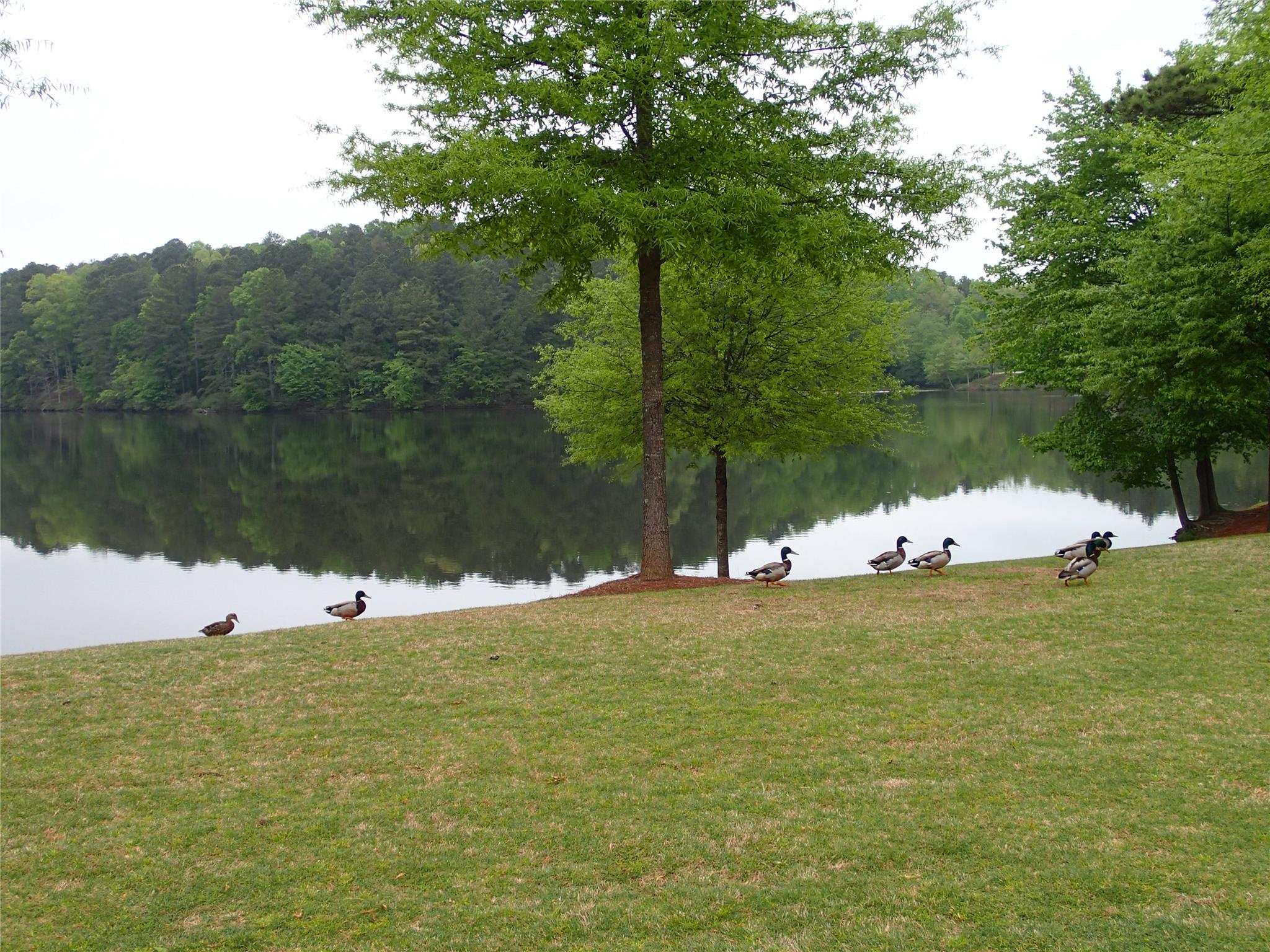 713 Berkeley Ter, Canton, GA 30115 photo 16