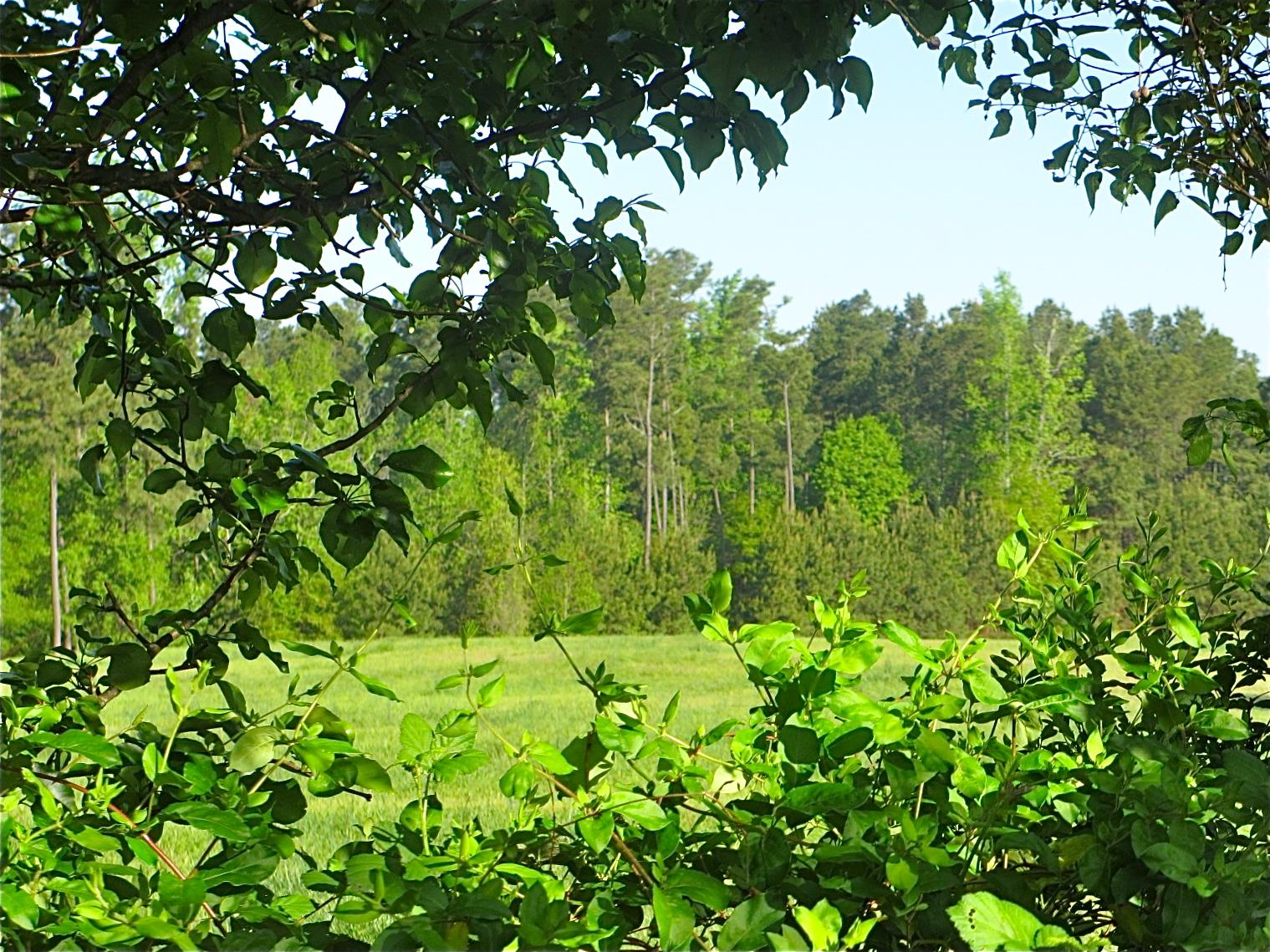 233 Mitchell Farm Rd, Colbert, GA 30628 photo 17