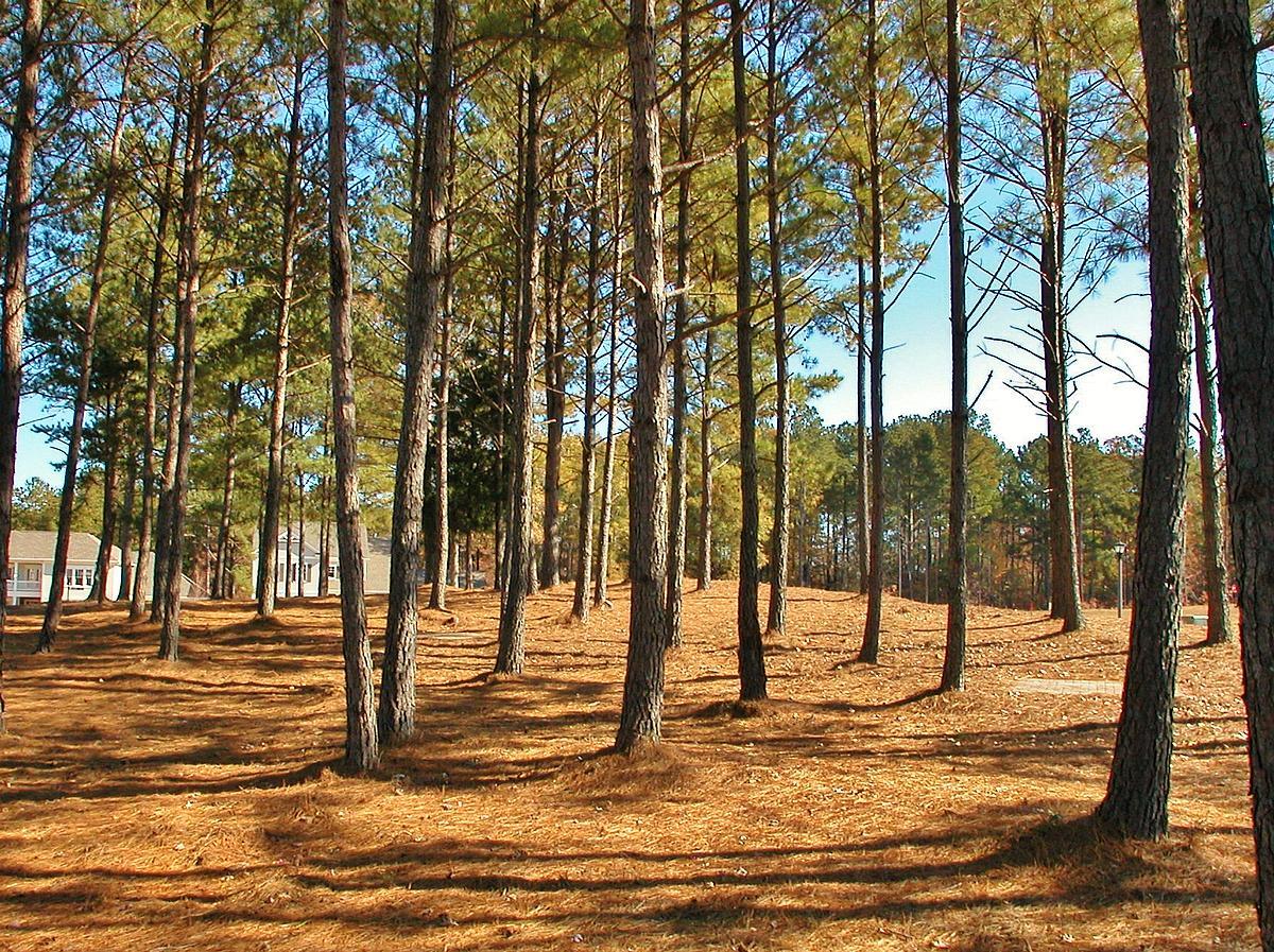 1908 Bent Pine Dr, Statham, GA 30666 photo 3