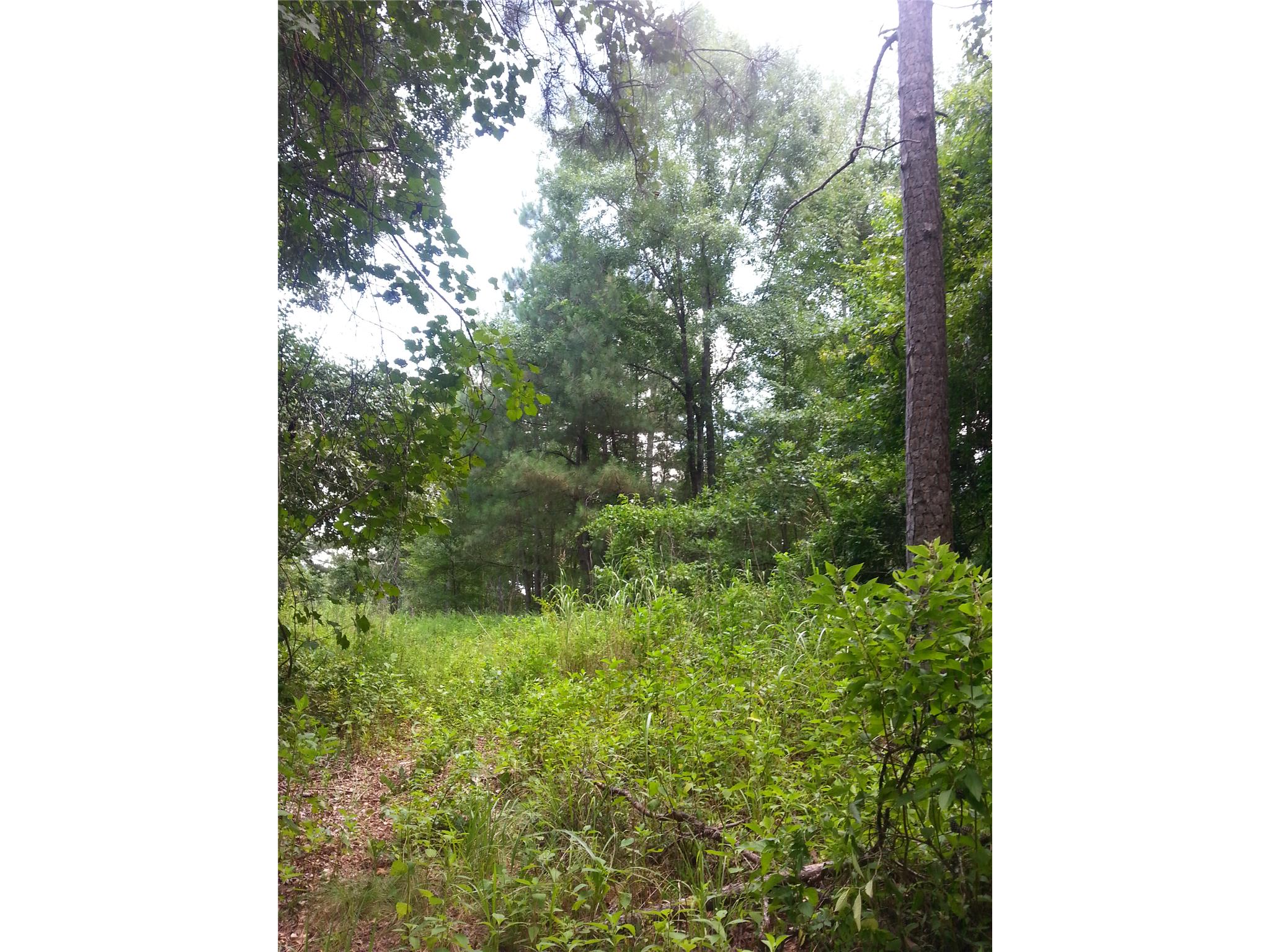 5665 Taylor Ter, Macon, GA 31210 photo 14