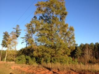 1161 Sewell Ln, Rutledge, GA 30663 photo 2