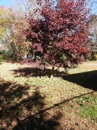 163 Settle St, Winder, GA 30680 photo 4