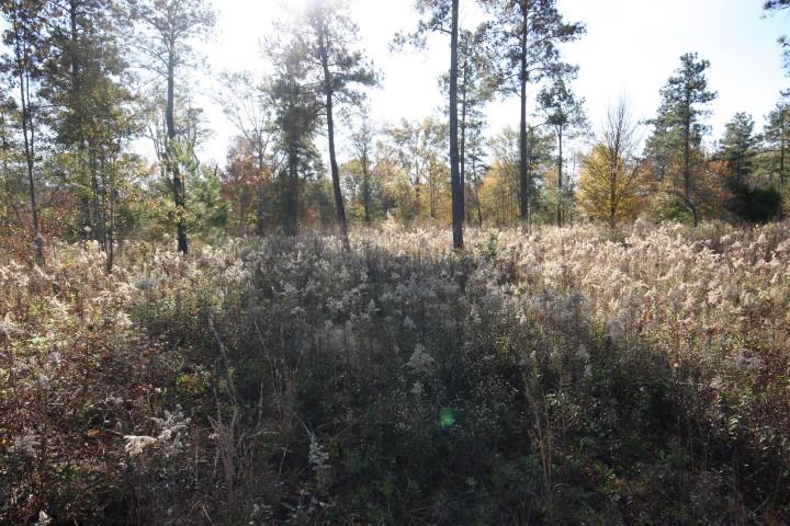 411 Gray Wolf Dr, Macon, GA 31216 photo 4